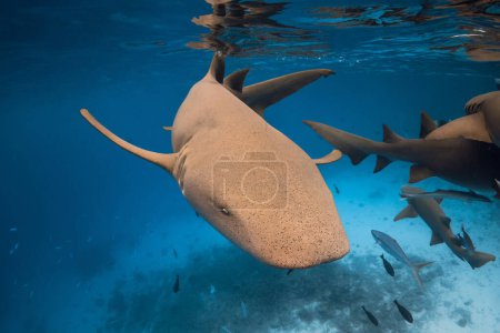 Téléchargez les photos : Vue rapprochée de l'infirmière requin dans l'océan bleu tropical. - en image libre de droit