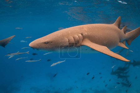 Foto de El tiburón nodriza nada en el mar azul tropical. De cerca. - Imagen libre de derechos