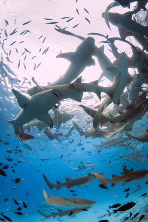 Foto de Nadar con muchos tiburones nodriza en el mar azul tropical. - Imagen libre de derechos