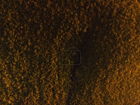 Foto de Vista aérea de arriba hacia abajo del bosque con luz cálida al atardecer o al amanecer - Imagen libre de derechos