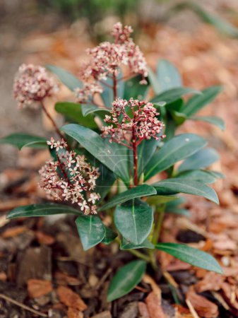 Blooming Skimmia japonica Rubella, close up view