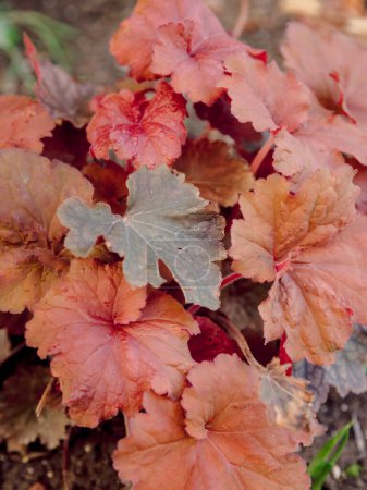 Red heuchera and plants in summer garden. Close up view of plant