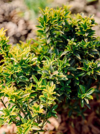Euonymus fortunei Emerald Gold in garden, variegated foliage