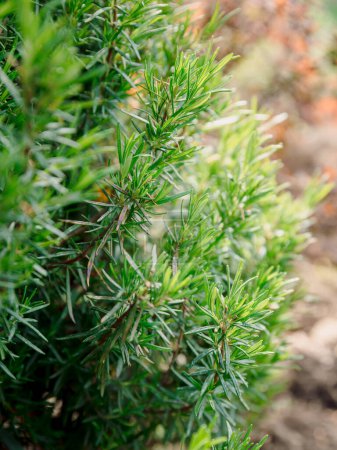 Téléchargez les photos : Gros plan sur la plante de romarin, fond de feuillage aromatique - en image libre de droit