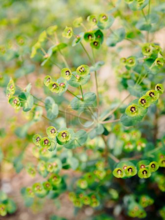 Flowering Wood spurge close up view. Euphorbia amygdaloides