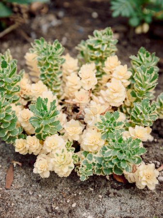 Sedum takesimense Atlantis oder Takeshima Stonecrop Pflanze wächst im Garten