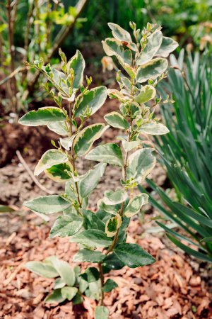 Ligustrum sinense Variegatum wächst in einem sonnigen Garten. Wachsblatt Liguster Variegatum