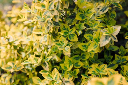 Euonymus fortunei Oro Esmeralda en jardín, follaje variado