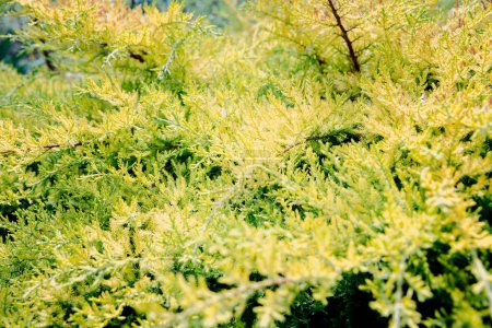 Photo for Juniper with signs of chlorosis - Royalty Free Image