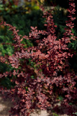 Japanese barberry with red foliage bush
