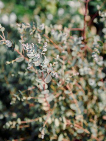 Eukalyptus gunnii azura, winterharte Pflanze