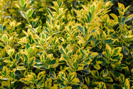 Photo for Euonymus fortunei Emerald Gold in garden, variegated foliage - Royalty Free Image