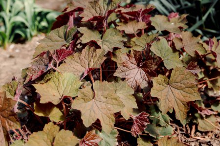 Red heuchera and plants in summer garden. Close up view of plant