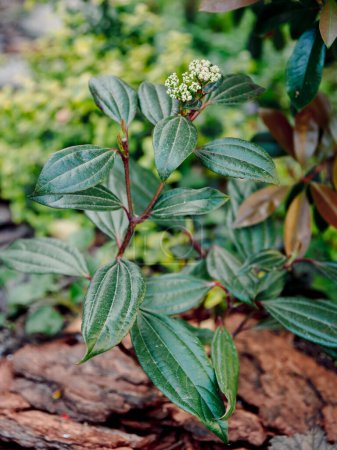 Viburnum davidii wächst im Garten