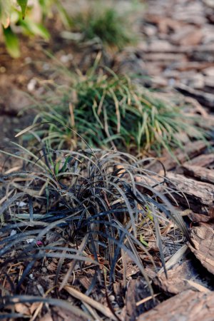 Black mondo grass or Ophiopogon planiscapus