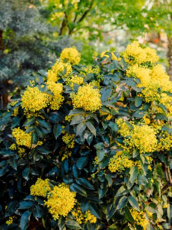 Photo for Oregon Grape with yellow flowers in spring time, close up view of mahonia - Royalty Free Image