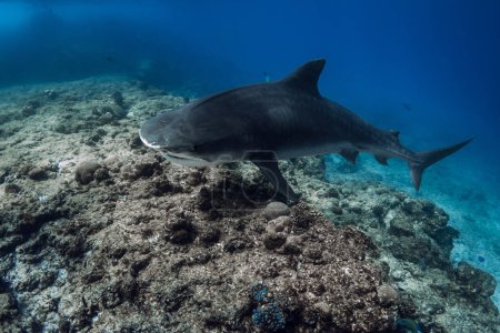 Tigerhai aus nächster Nähe beim Schwimmen im Ozean. Tauchen mit Gefahrenhaien auf Bahamas