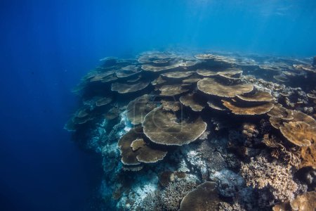 Téléchargez les photos : Récif corallien tropical avec des poissons sous-marins dans l'océan bleu. Jardin de corail - en image libre de droit