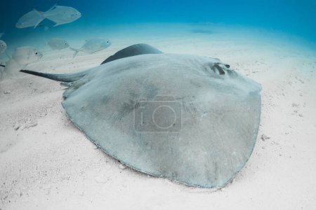 Stingray underwater on sandy sea bottom. Sting ray fish in tropical sea
