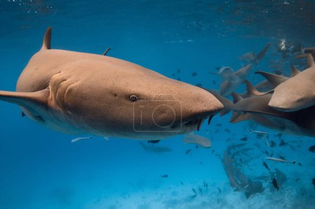 Foto de Tiburón nodriza bajo el agua en el mar azul tropical. - Imagen libre de derechos