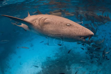 Foto de Nadas con tiburón nodriza bajo el agua en el mar tropical. - Imagen libre de derechos