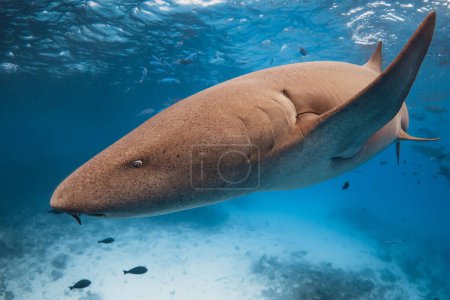 Photo for Nurse shark close up underwater in blue ocean. - Royalty Free Image