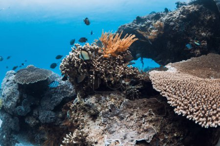 Téléchargez les photos : Monde sous-marin tropical avec coraux et poissons dans un océan bleu transparent - en image libre de droit
