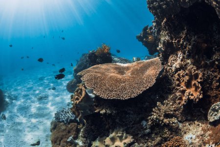 Téléchargez les photos : Monde sous-marin tropical avec coraux et poissons dans un océan bleu transparent - en image libre de droit