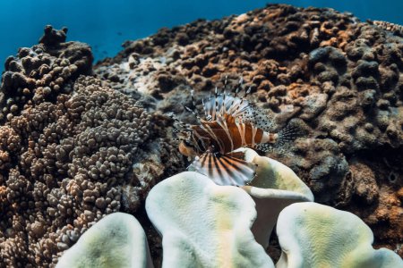 Téléchargez les photos : Lionfish rouge ou Pterois volitan sur récif corallien en mer tropicale - en image libre de droit