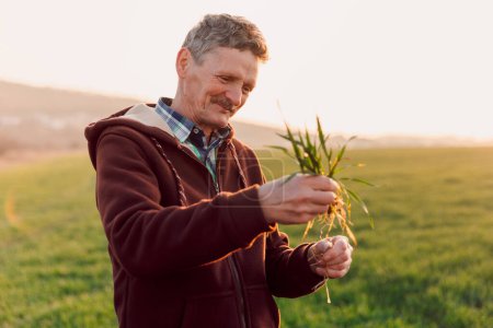 Téléchargez les photos : Heureux vieux fermier vérifier la santé des racines après la croissance d'une graine de légumes ou de plantules de plantes. Concept d'entreprise ou d'écologie. - en image libre de droit