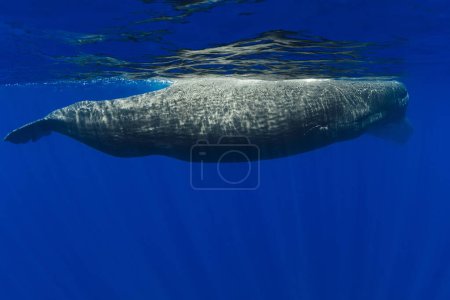 Sperm whales swimming in the blue ocean. Underwater view