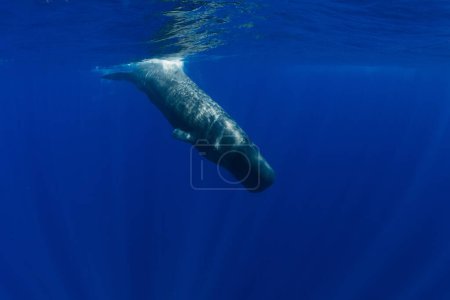 Sperm whales swimming in the blue ocean. Underwater view