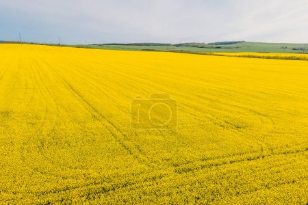 Téléchargez les photos : Panorama du champ de colza en fleurs. Vue aérienne - en image libre de droit