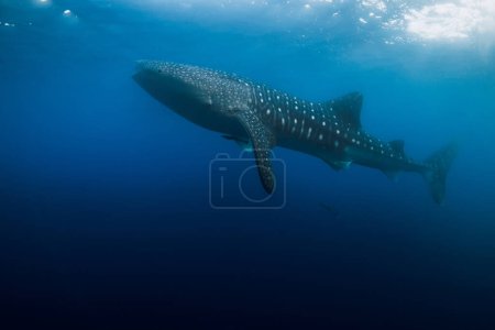 Photo for Whale shark in deep ocean. Silhouette of giant shark swimming underwater - Royalty Free Image