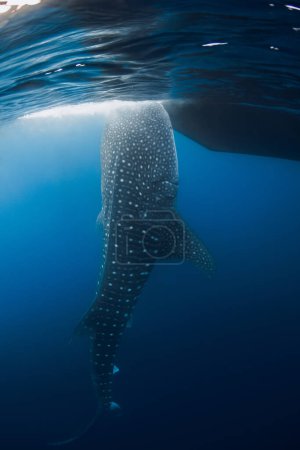 Téléchargez les photos : Requin baleine adulte sous-marin dans l'océan bleu. Grand requin nageant sous l'eau - en image libre de droit