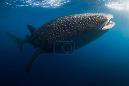 Foto de Tiburón ballena gigante con patrones de manchas en el océano azul - Imagen libre de derechos