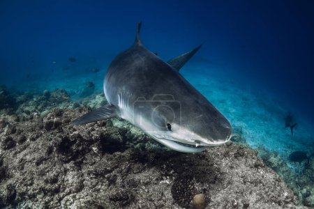 Tigerhai unter Wasser im blauen Ozean. Hai mit scharfen Zähnen, Nahaufnahme