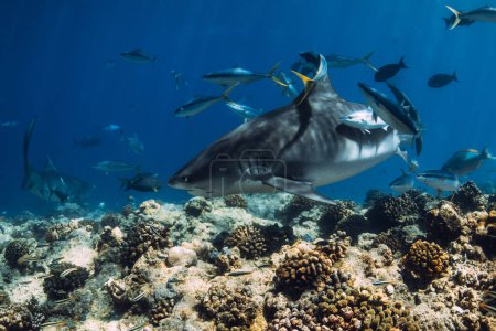Tiburón tigre de cerca en el océano azul. Tiburón con peces en los trópicos.