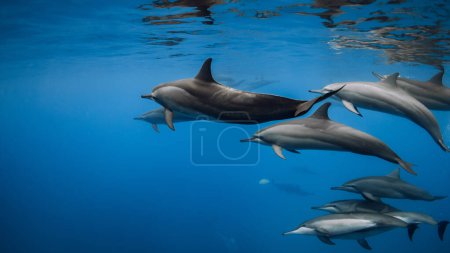 Dolphins pod playing and swims underwater in blue sea. Dolphins family in ocean