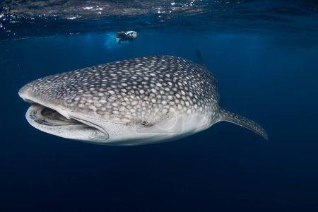 Téléchargez les photos : Femme nageant requin baleine dans l'océan bleu. Requin géant plongeur sous-marin et femme - en image libre de droit