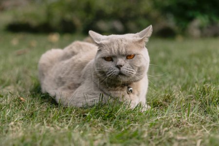 Scottish cat portrait on lawn in summer garden. Gray furry cat outdoor look at camera