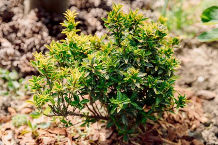 Euonymus fortunei Oro esmeralda en el jardín, follaje siempreverde