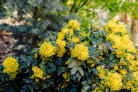 Oregon Grape with yellow flowers in spring time, close up view of flowering mahonia