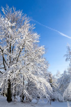 Foto de Beech tree (Fagus) in deciduous forest, covered in white snow in winter, Hala Slowianka, Beskid Mountains, Poland. - Imagen libre de derechos