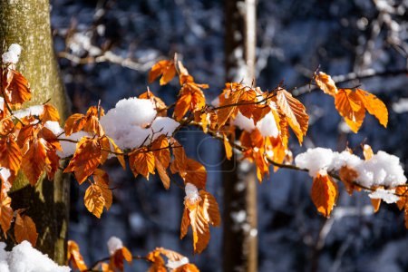 Foto de Hojas secas de haya dorada (Fagus) cubiertas de nieve blanca fresca y hielo en las montañas Beskid, Polonia. - Imagen libre de derechos