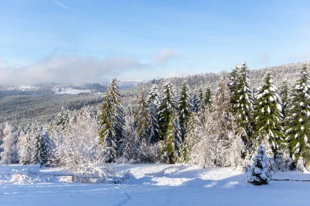 Winter landscape of Beskid Mountains in Poland, coniferous forest with spruces and fir trees covered with fresh white snow, mountains in the background.