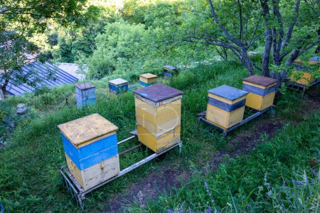 Foto de Filas de colmenas amarillas y azules para la apicultura junto al Monasterio de Sapara en Georgia, vegetación verde alrededor. - Imagen libre de derechos