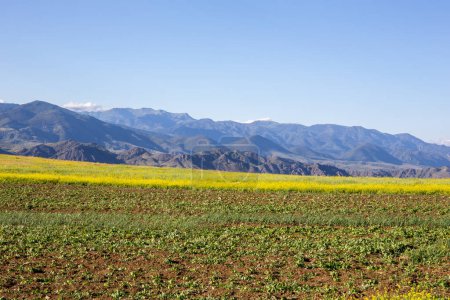 Foto de Campos agrícolas verdes con flores de colza amarilla en las montañas del Cáucaso Menor en Samtskhe - región de Javakheti en Georgia, montañas en el fondo. - Imagen libre de derechos