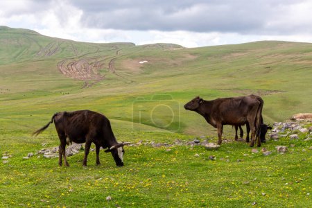Foto de Vacas lecheras pardas pastando en pastizales de la meseta Javakheti en el paso Tskhratskaro, verano, Georgia. - Imagen libre de derechos