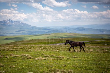 Photo for Kabarda horse, Caucasian breed horse, galoping through the grasslands of Javakheti Plateau with ancient dormant volcanoes and mountains in the background, Tskhratskaro Pass, Georgia. - Royalty Free Image